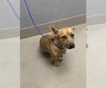 *HAWT DOG - Male Mutt Dog for Adoption - Small photo