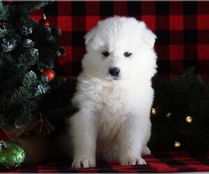 Samoyed Puppy for sale in FREDERICKSBG, OH, USA