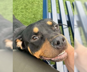 Rottweiler Dogs for adoption in Hillsboro, NH, USA