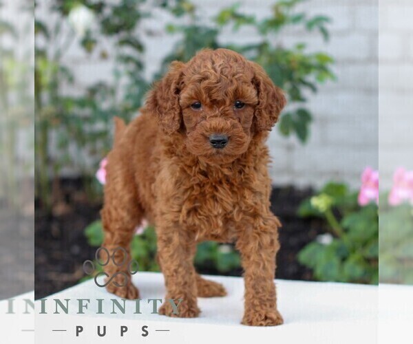 Medium Photo #3 Goldendoodle (Miniature) Puppy For Sale in LITITZ, PA, USA