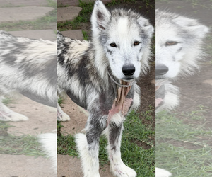 Siberian Husky-Unknown Mix Dogs for adoption in Kankakee, IL, USA