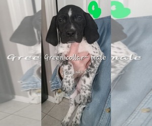 German Shorthaired Pointer Puppy for sale in RICHMOND, MO, USA