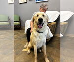 Small #2 Great Pyrenees