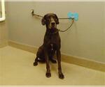 Small Great Dane Mix