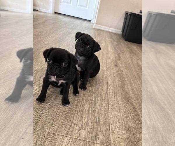 Medium Photo #1 Pug Puppy For Sale in MESA, AZ, USA
