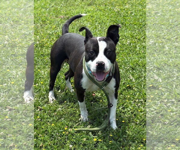 Medium Photo #3 American Pit Bull Terrier-Unknown Mix Puppy For Sale in Virginia Beach, VA, USA
