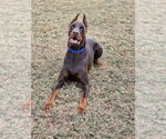 Small #1 Doberman Pinscher