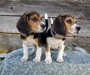 Beagle Litter for sale in COLVILLE, WA, USA