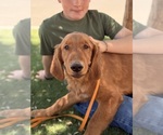 Small #2 Golden Retriever