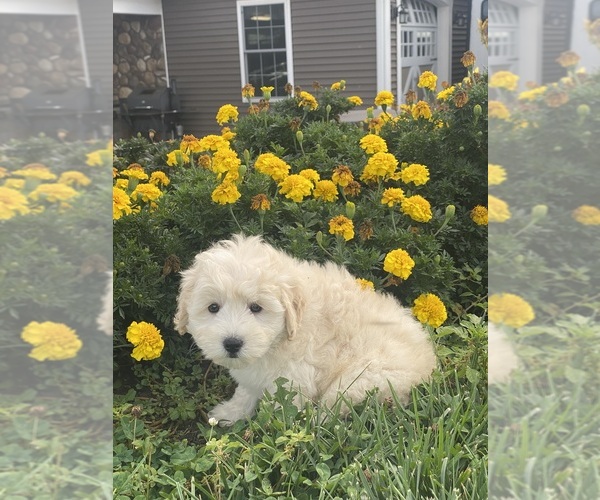 Medium Photo #6 Coton de Tulear-Poodle (Toy) Mix Puppy For Sale in CANOGA, NY, USA