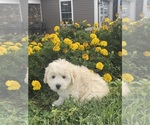 Small #5 Coton de Tulear-Poodle (Toy) Mix