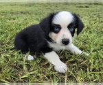 Small #2 Miniature Australian Shepherd