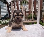 Small Photo #46 French Bulldog Puppy For Sale in GOSHEN, IN, USA