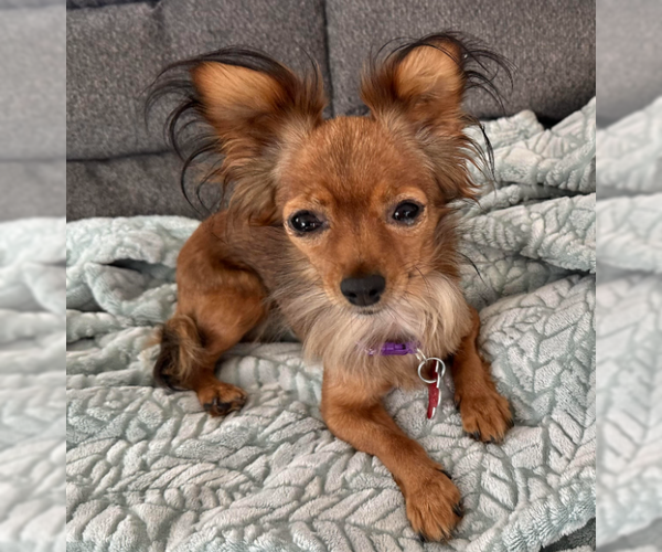 Medium Photo #1 Chihuahua Puppy For Sale in San Diego, CA, USA