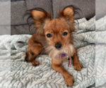 Princess - Female Chihuahua Dog for Adoption - Small photo