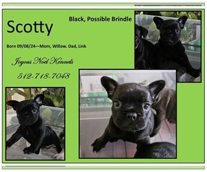 French Bulldog Puppy for Sale in BASTROP, Texas USA