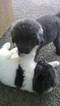 Small Photo #1 Newfoundland Puppy For Sale in COINJOCK, NC, USA