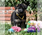 Small Photo #20 German Shepherd Dog Puppy For Sale in MURRIETA, CA, USA