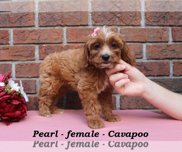 Medium Photo #1 Cavapoo (Miniature) Puppy For Sale in CLARKRANGE, TN, USA