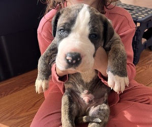 Great Dane Litter for sale in MAYSVILLE, KY, USA