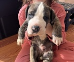 Litter of 3 - Male(s) and Female(s) Great DaneLitter of Puppies for Sale - Small photo