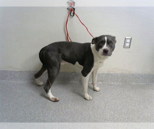 Medium Photo #1 American Pit Bull Terrier Puppy For Sale in Pasadena, TX, USA