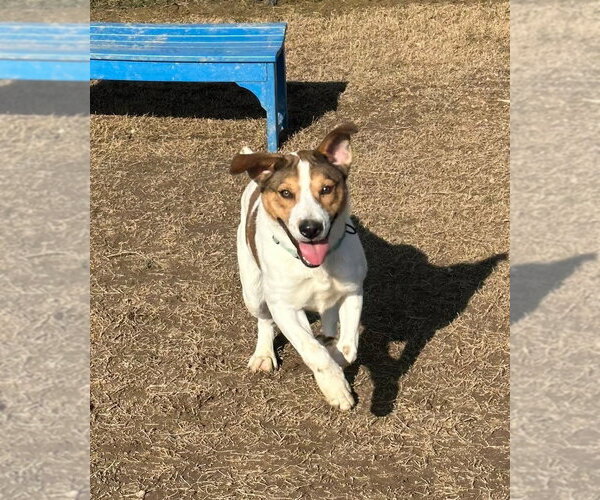 Medium Photo #9 Mutt Puppy For Sale in Evansville, IN, USA