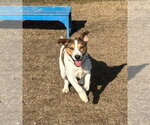Small #8 Mutt