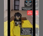 Small Yorkshire Terrier
