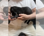 Small #3 Great Dane