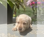 Small #8 Labrador Retriever