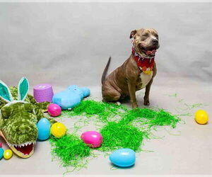 Mutt Dogs for adoption in Sanford, FL, USA