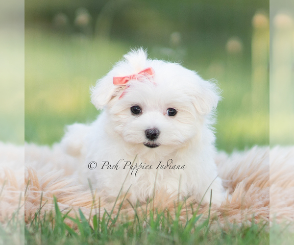 Medium Photo #6 Maltese Puppy For Sale in WARSAW, IN, USA