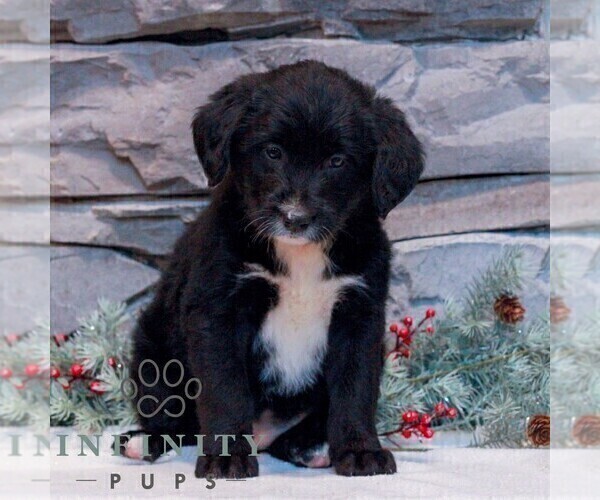 Medium Photo #1 Bernedoodle (Miniature)-Labrador Retriever Mix Puppy For Sale in LEBANON, PA, USA
