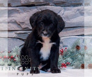 Bernedoodle (Miniature)-Labrador Retriever Mix Puppy for sale in LEBANON, PA, USA