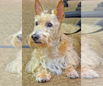 Small Photo #1 Scottish Terrier Puppy For Sale in MEAD, WA, USA
