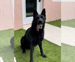 German Shepherd Dog Dogs for adoption in Fort Lauderdale, FL, USA