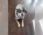 Small #10 Mutt