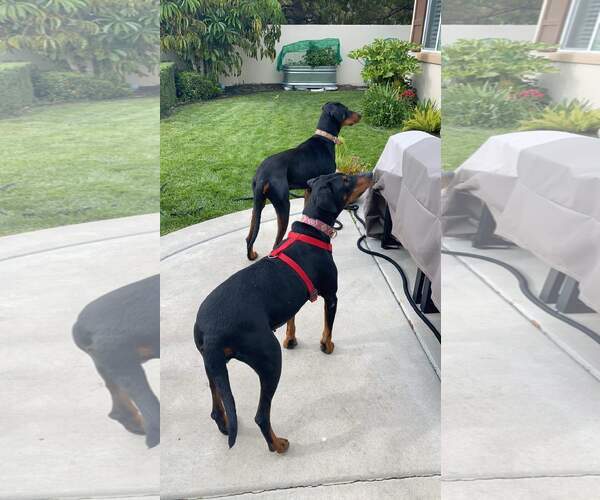 Medium Photo #10 Doberman Pinscher-Unknown Mix Puppy For Sale in Escondido, CA, USA
