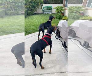 Beta - Female Doberman Pinscher-Unknown Mix Dog for Adoption - Photo #10