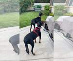 Small Photo #10 Doberman Pinscher-Unknown Mix Puppy For Sale in Escondido, CA, USA