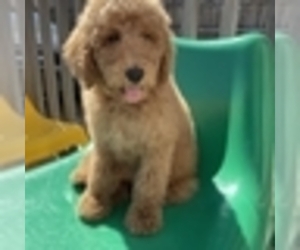 Goldendoodle Puppy for sale in BEECHHURST, NY, USA