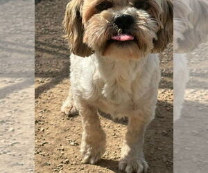 Shih Tzu Dogs for adoption in Mukwonago, WI, USA