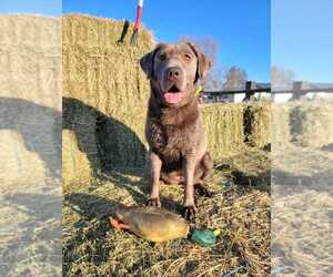 Mother of the Labrador Retriever puppies born on 06/02/2023