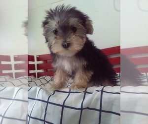Morkie Puppy for sale in MILLERSBURG, OH, USA