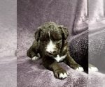 Small Photo #6 Poodle (Standard)-Siberian Husky Mix Puppy For Sale in LADYSMITH, WI, USA