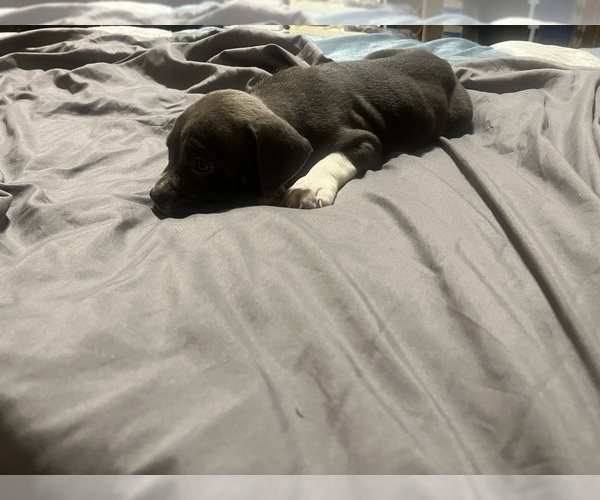 Medium Photo #11 American Bully Puppy For Sale in BUFFALO, NY, USA