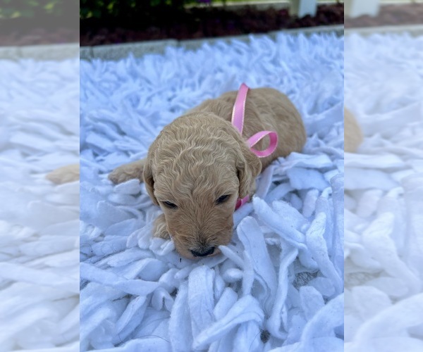 Medium Photo #5 Goldendoodle Puppy For Sale in ORLANDO, FL, USA