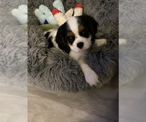 Cavalier King Charles Spaniel Puppy for sale in MORGANTOWN, WV, USA