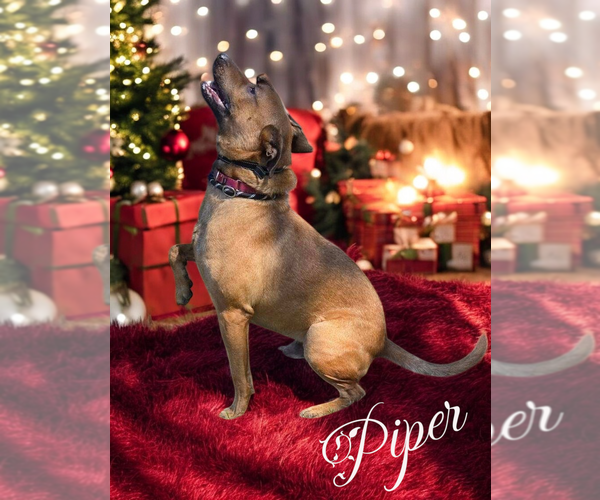 Medium Photo #4 Mutt Puppy For Sale in LOGANVILLE, GA, USA